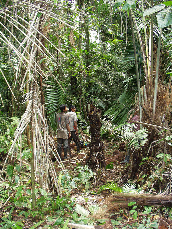 Forest Clearing